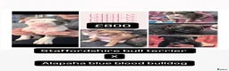Mixed Breed dogs for sale: Female Staffy X Alapaha Blue Blood Bulldog Pups - Advert 1