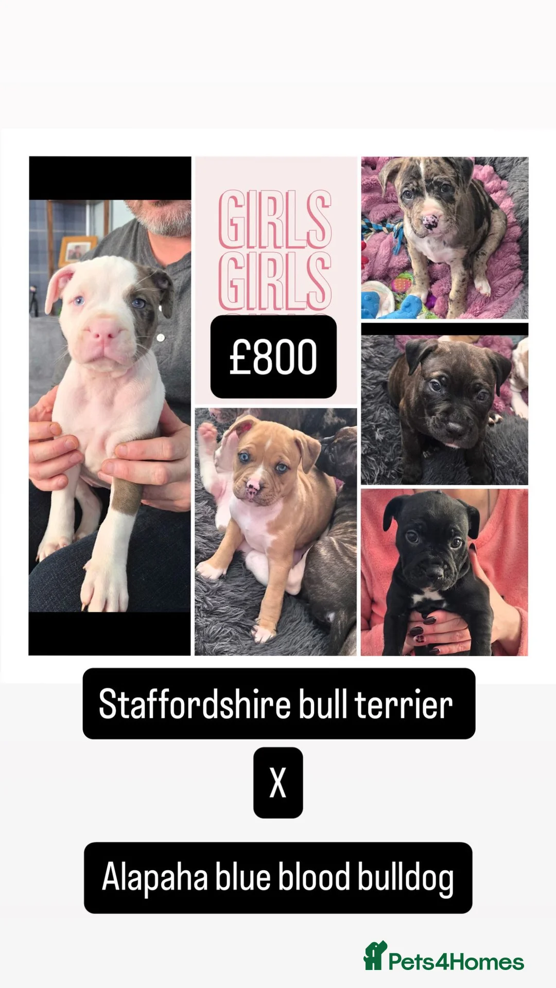 Mixed Breed dogs for sale: Female Staffy X Alapaha Blue Blood Bulldog Pups - Advert 1