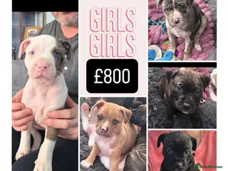 Mixed Breed dogs Female Staffy X Alapaha Blue Blood Bulldog Pups - Advert 1