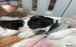 Bordoodle dogs for sale: Bordoodle Pups - Image 16