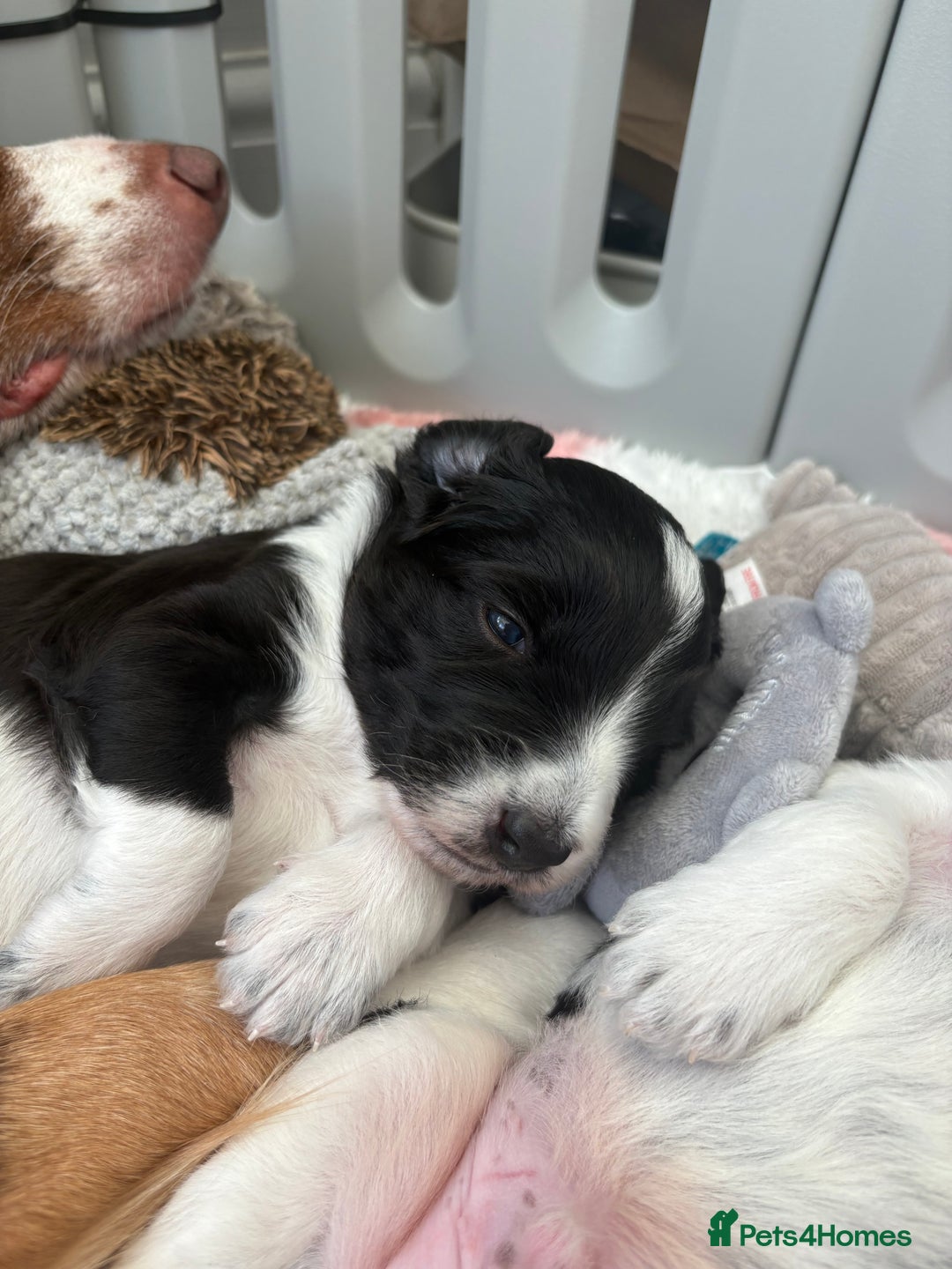 Bordoodle dogs for sale: Bordoodle Pups - Image 16