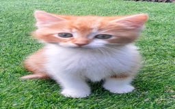 Mixed Breed cats for sale: Gorgeous Ginger Maine Coon x Kittens - Image 3