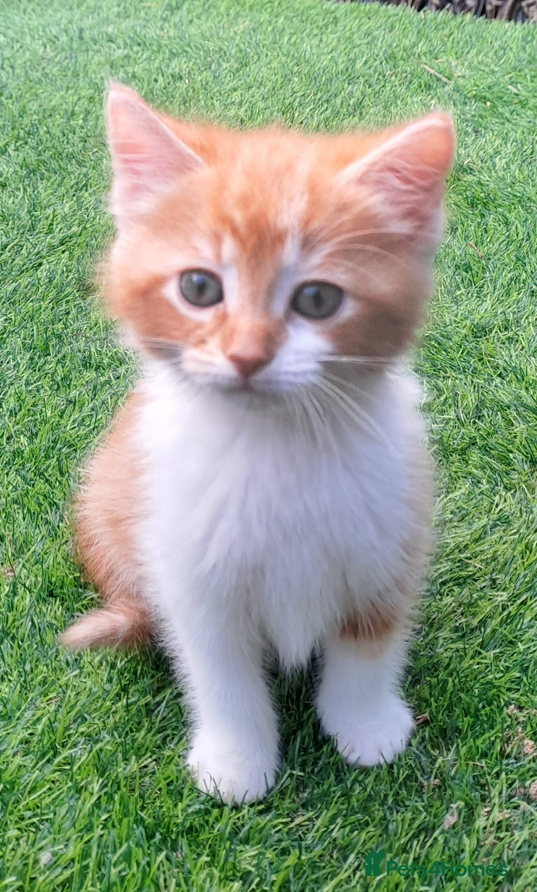 Mixed Breed cats for sale: Gorgeous Ginger Maine Coon x Kittens - Image 3