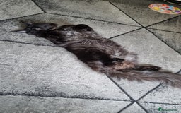 Maine Coon cats for stud: STUD ONLY  Maine Coon 9kg Russian Lines Proven - Image 5