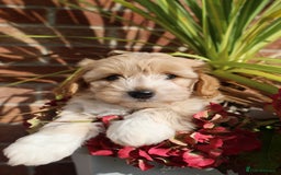 Maltipoo dogs for sale: Beautiful Maltipoo Babies - Image 27