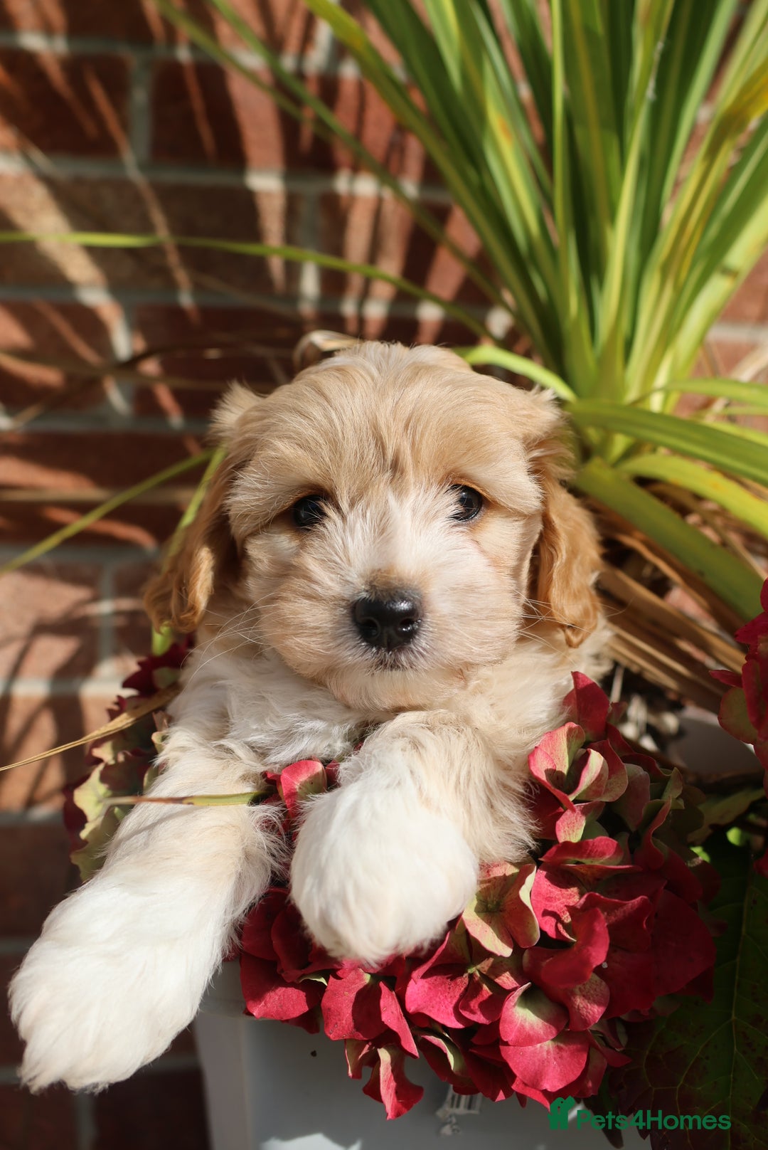 Maltipoo dogs for sale: Beautiful Maltipoo Babies - Image 27