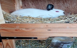 Netherland Dwarf rabbits for sale: Netherland Dwarf  - Image 4