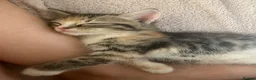 Mixed Breed cats for sale: 5 gorgeous kittens  in Feltham - Advert 12