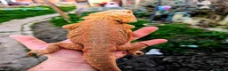 Bearded Dragon reptiles for sale: Proven adult bearded dragons ( read advert) - Advert 1