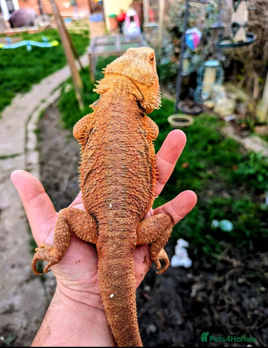 Bearded Dragon reptiles for sale: Proven adult bearded dragons ( read advert) - Advert 1