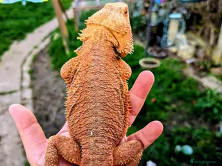 Bearded Dragon reptiles Proven adult bearded dragons ( read advert) - Advert 18