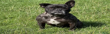 French Bulldog 1