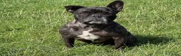 French Bulldog dogs for sale: Brindle female kennel club reg adult available  - Advert 6