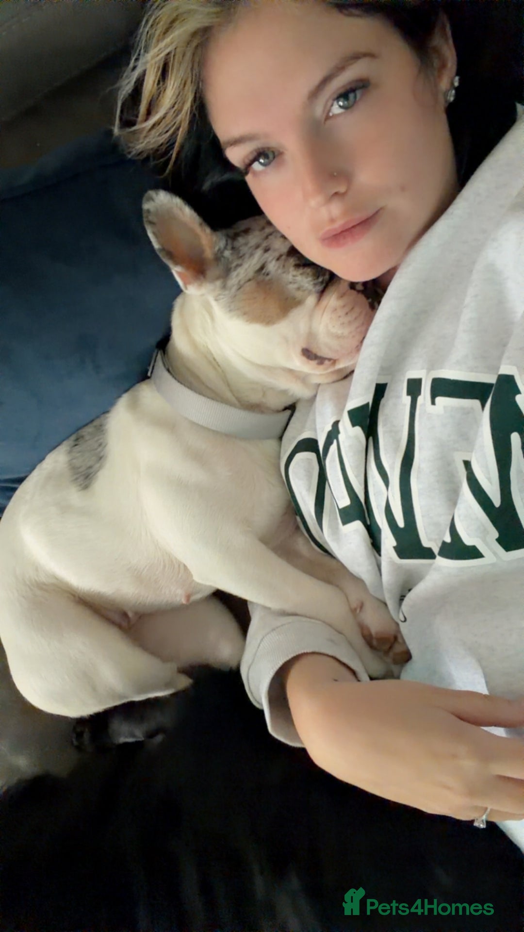 French Bulldog dogs for sale: Frenchie for sale - Image 5