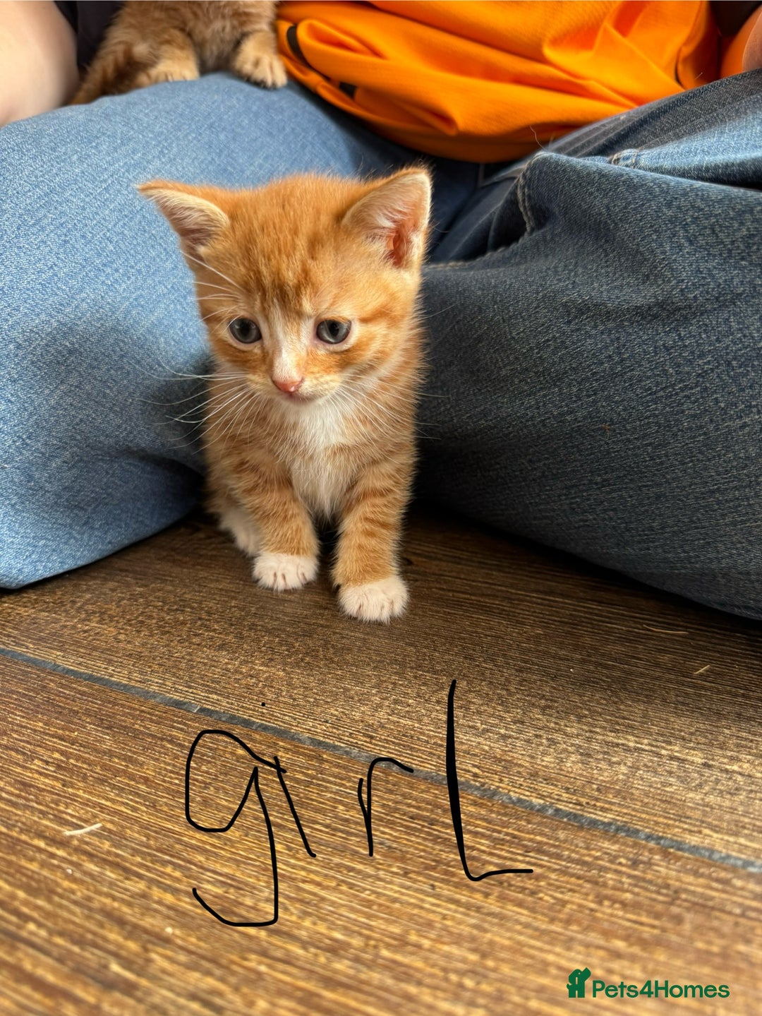 Mixed Breed cats for sale: Mixed breed ginger kittens - Image 5