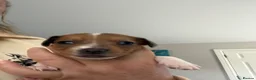 Mixed Breed dogs for sale: Jack bullshund - Advert 7