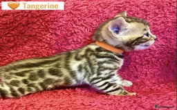 Bengal cats for sale: Beautiful Bengal Kittens  - Image 14