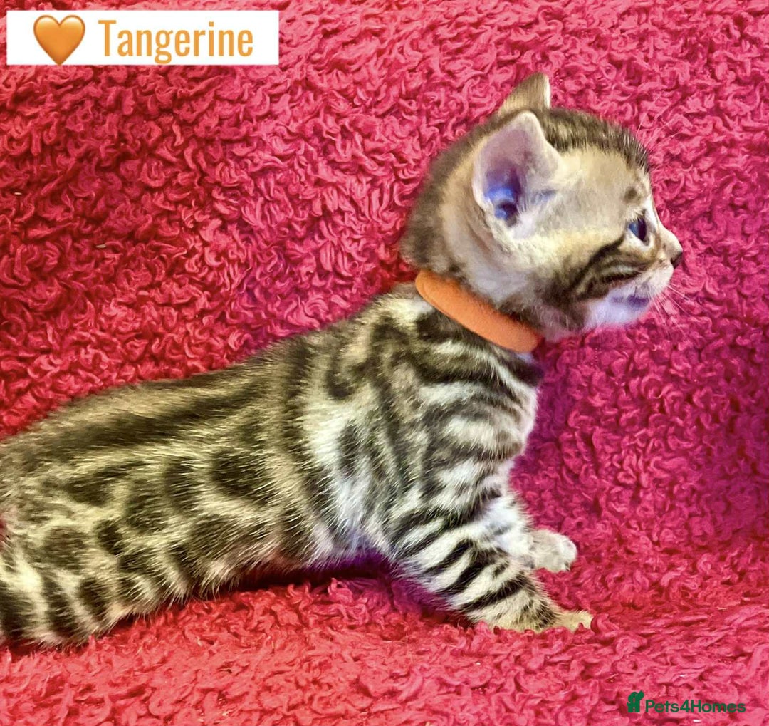 Bengal cats for sale: Beautiful Bengal Kittens  - Image 14