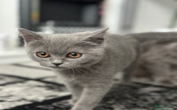 Scottish Fold cats for sale: Two straight gorgeous Boys 🐾 - Image 10
