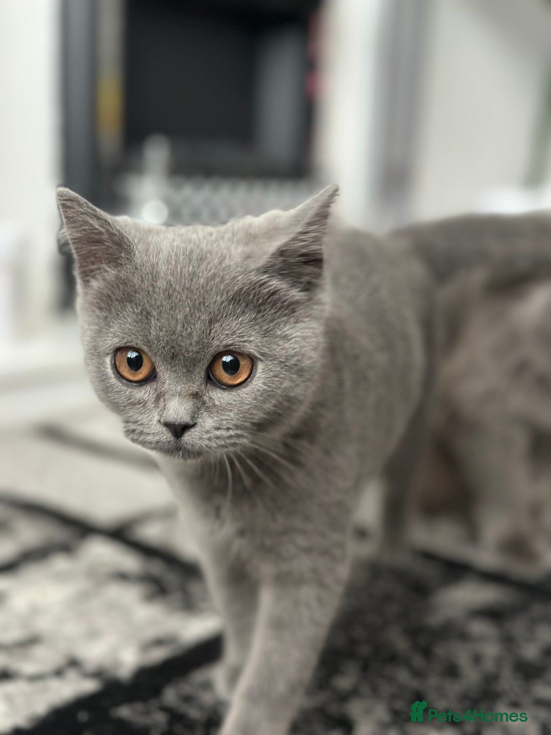 Scottish Fold cats for sale: Two straight gorgeous Boys 🐾 - Image 10