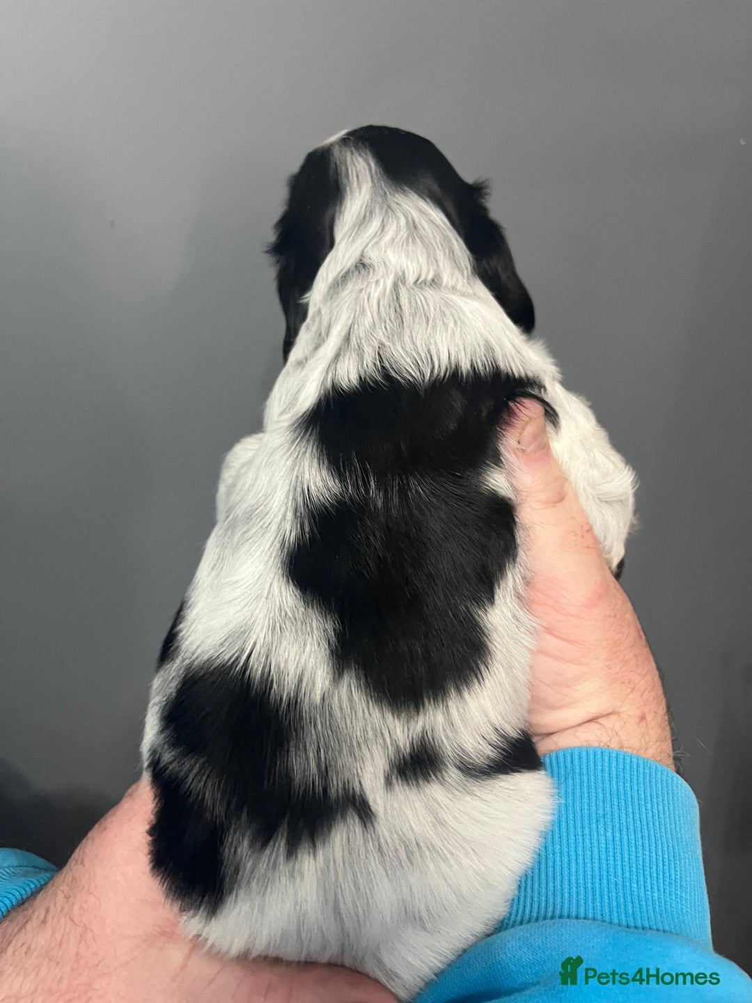 Sprocker dogs for sale: CHUNKY 5* SPROCKER PUPS - Advert 13