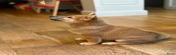 Japanese Shiba Inu dogs for sale: Exceptional Shiba Inu Puppies for Sale in London - Advert 4