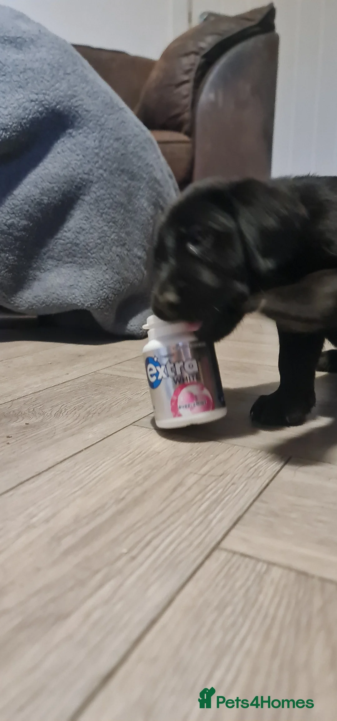 Labrador Retriever dogs for sale: Labrador Puppies *** Last Boy Left Ready to Go*** - Advert 2