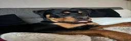 Rottweiler dogs for sale: 8mnth old Rottweiler  - Advert 8