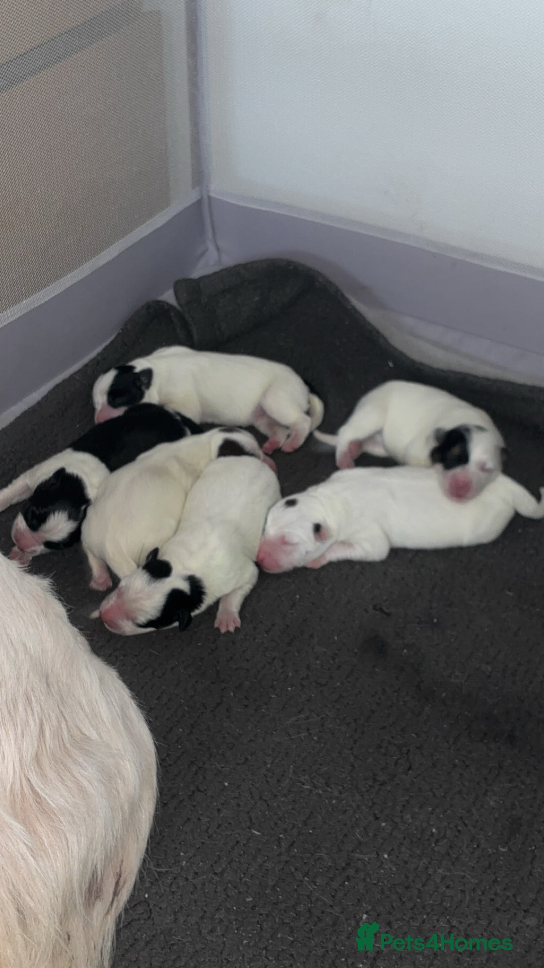 Border Collie dogs for sale: Border collie pups - Advert 3