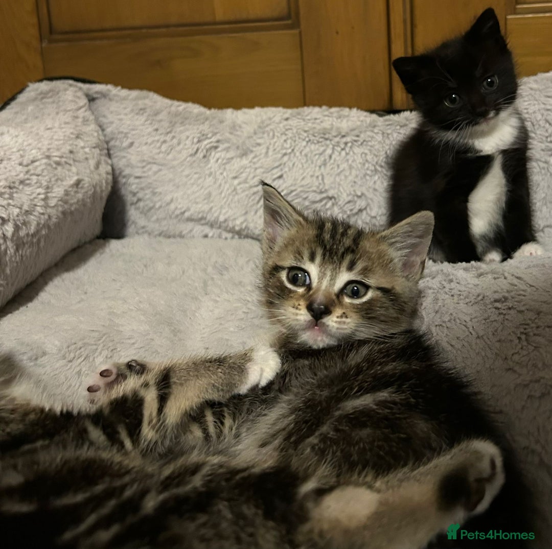 Mixed Breed cats for sale: Adorable kittens FOR SALE - Advert 6