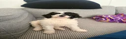 Sproodle dogs for sale: Sproodle  - Advert 1