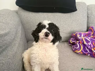 Sproodle dogs Sproodle - Advert 1