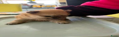 Pomeranian Puppy 2