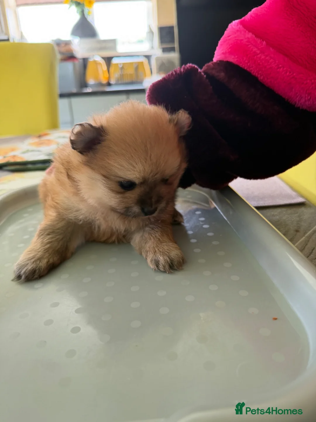 Pomeranian dogs for sale: Pomeranians for sale pups  - Advert 2
