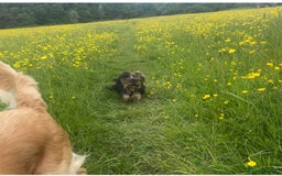 Yorkshire Terrier dogs for sale: Absolutely adorable mini yorkie puppies  - Image 11