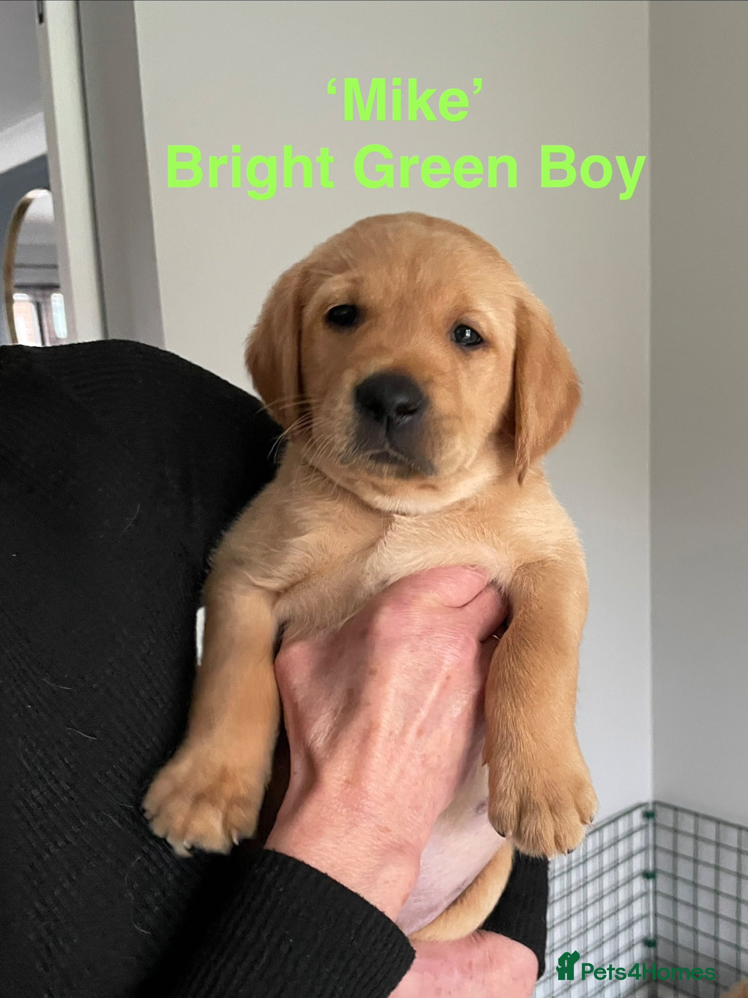 Goldador dogs ‘Fox Red’ Labrador x Golden Retriever puppies - Advert 12