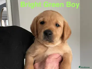 Goldador dogs ‘Fox Red’ Labrador x Golden Retriever puppies - Advert 12