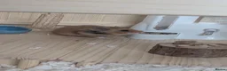 Hamster rodents for sale: Full Hamster Setup + Syrian Hamster Included - Advert 2