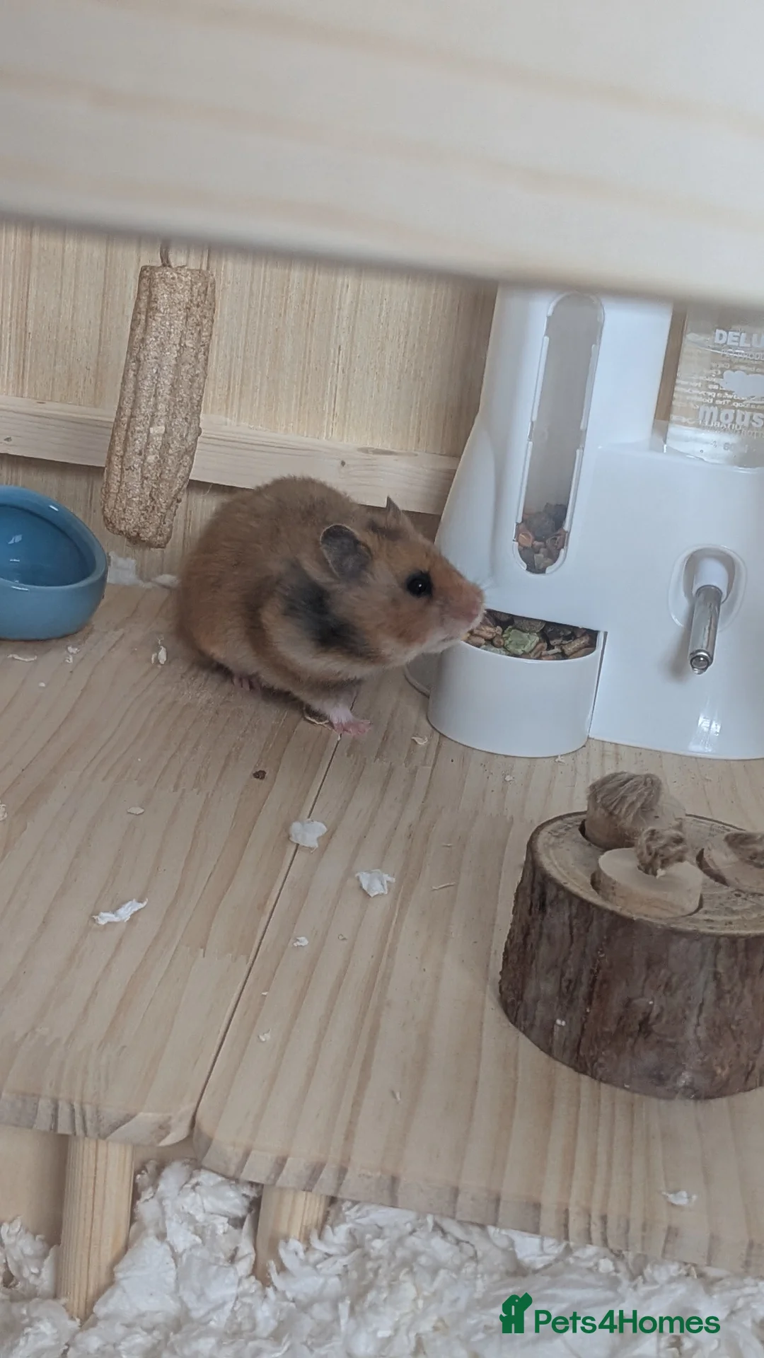 Hamster rodents for sale: Full Hamster Setup + Syrian Hamster Included - Advert 2