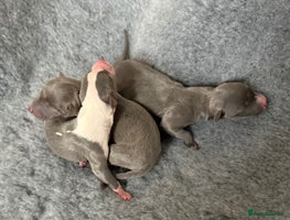 Whippet dogs Stunning Whippet puppies. - Advert 2