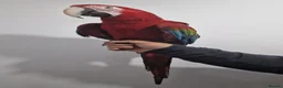 Budgerigars birds for sale: Greenwing Macaw - Advert 3