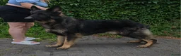 German Shepherd dogs for stud: Health tested Stunning kc reg sable stud  in Bedford - Advert 3