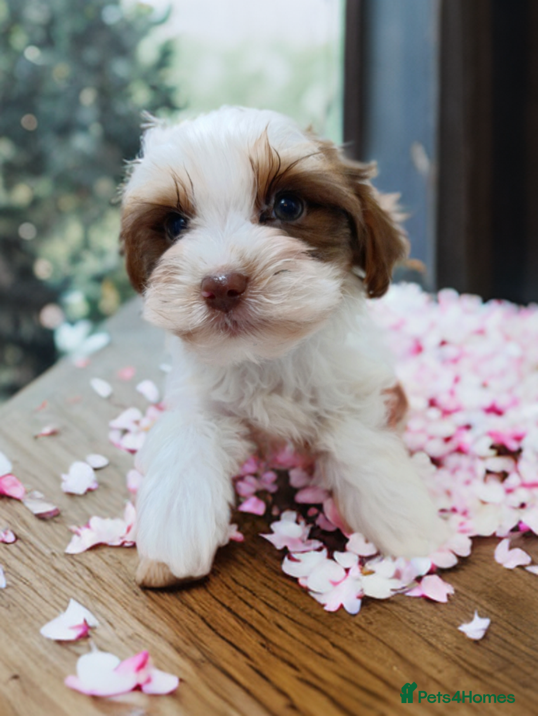 Yorkshire Terrier dogs for sale: Yorkshire terrier-Biro- Biewer-White Ocean Pearl🐶 - Advert 20