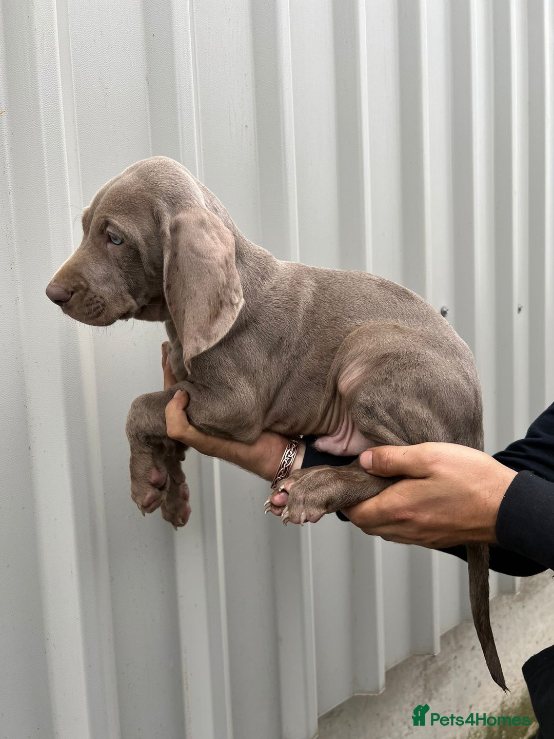 Weimaraner dogs for sale: Stunning Weimaraner pups (KC Registered pedigree)  - Image 24