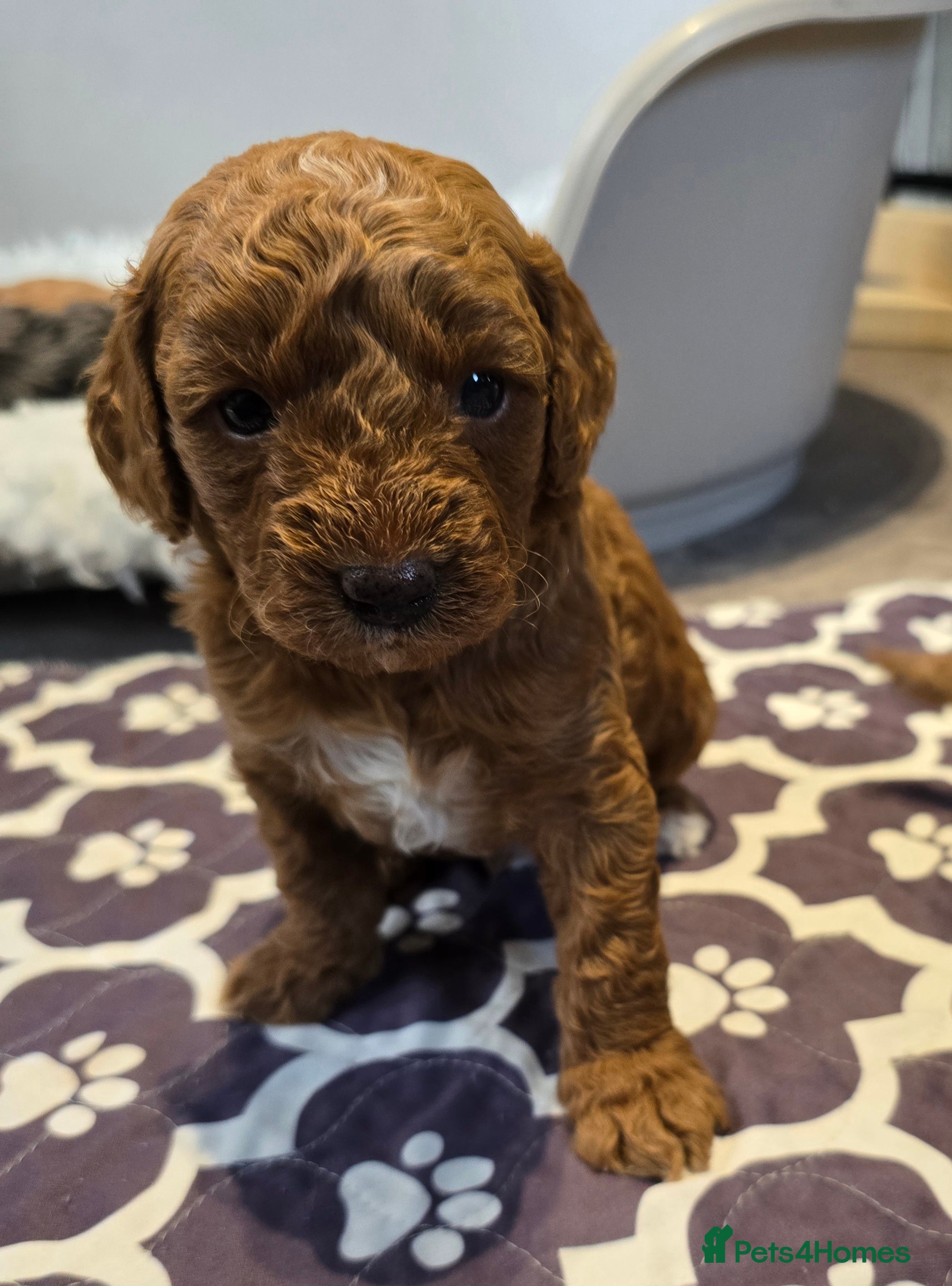 Cavapoo dogs Cavapoo puppies extensive health tested - Advert 5