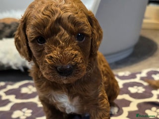 Cavapoo dogs Cavapoo puppies extensive health tested - Advert 1