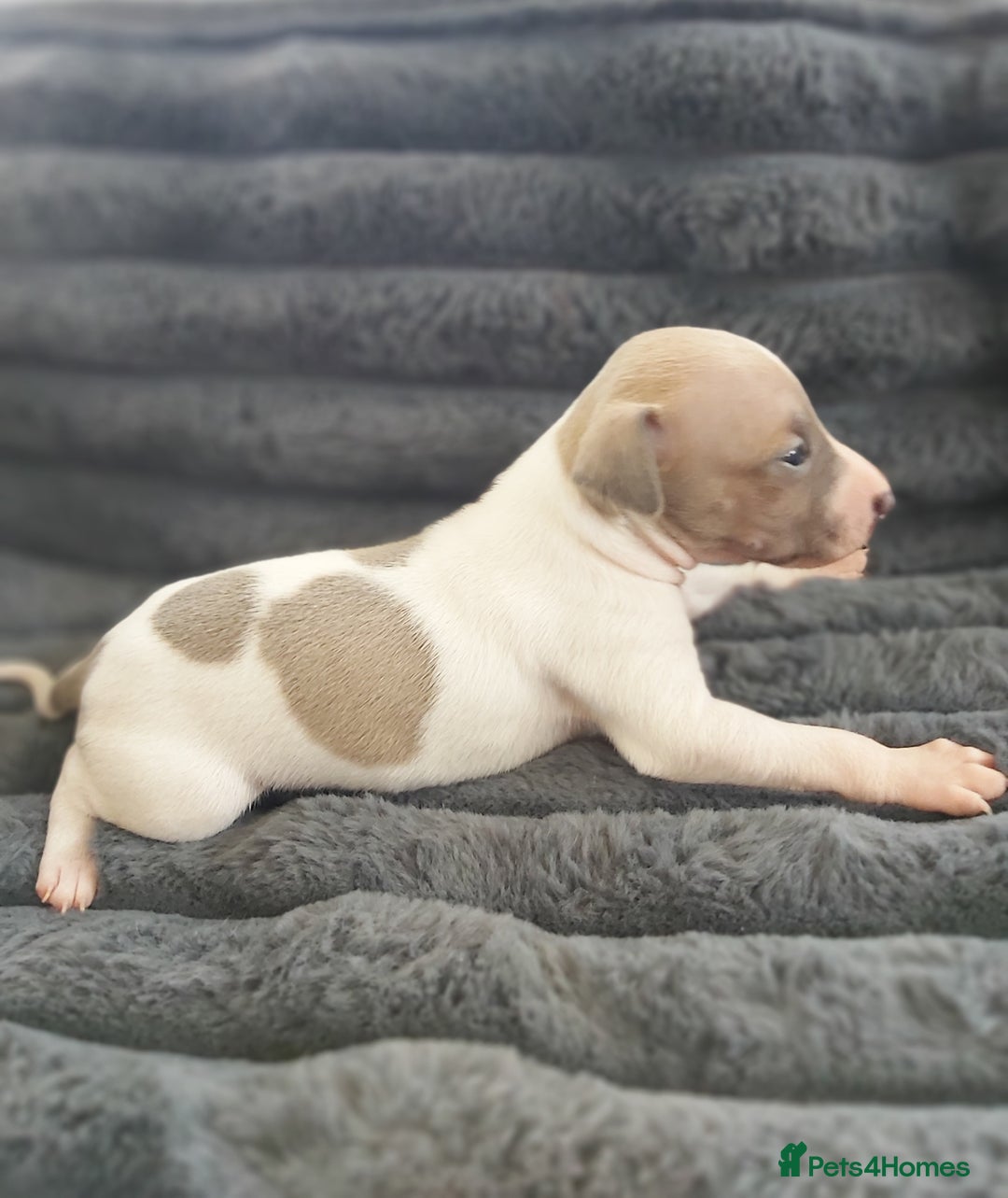 Italian Greyhound dogs for sale: READY TO GO IN 5 DAYS  - Advert 34