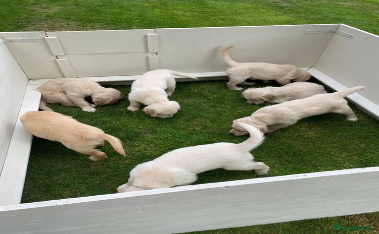 Golden Retriever dogs - Advert 1