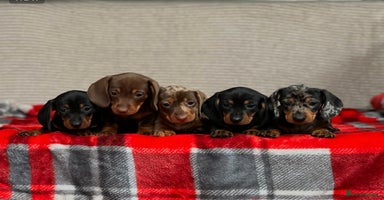 Miniature Dachshund dogs - Advert 9