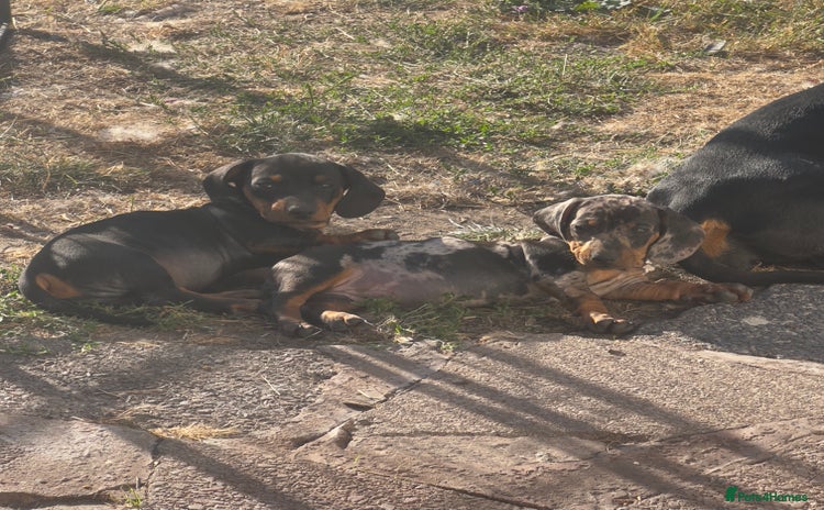 Dachshund dogs - Advert 12